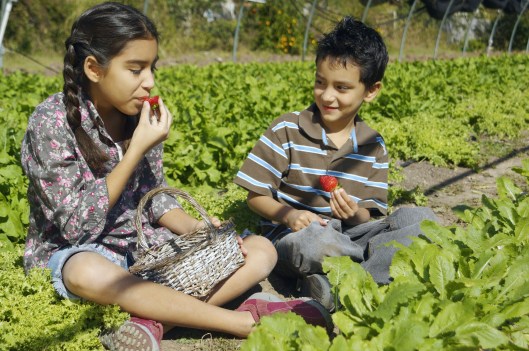 Hispanic siblings picking organic strawberries