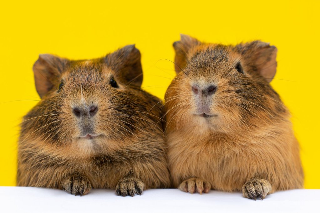 Fur Babies: Casio Sells Robot Guinea Pigs | Grewal Levy Marketing News
